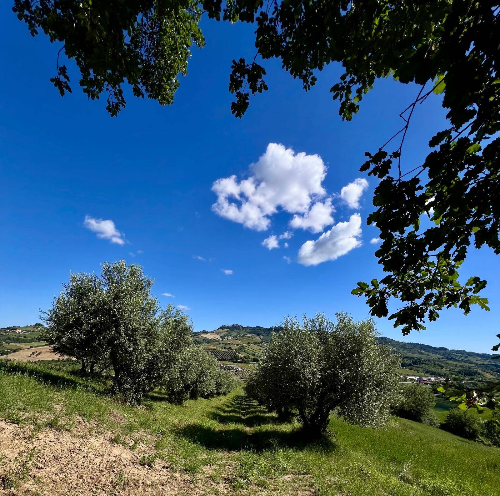 Casale Colonico Rustico te koop in Ripatransone - Val Tesino Cod. 34216 - Foto 3