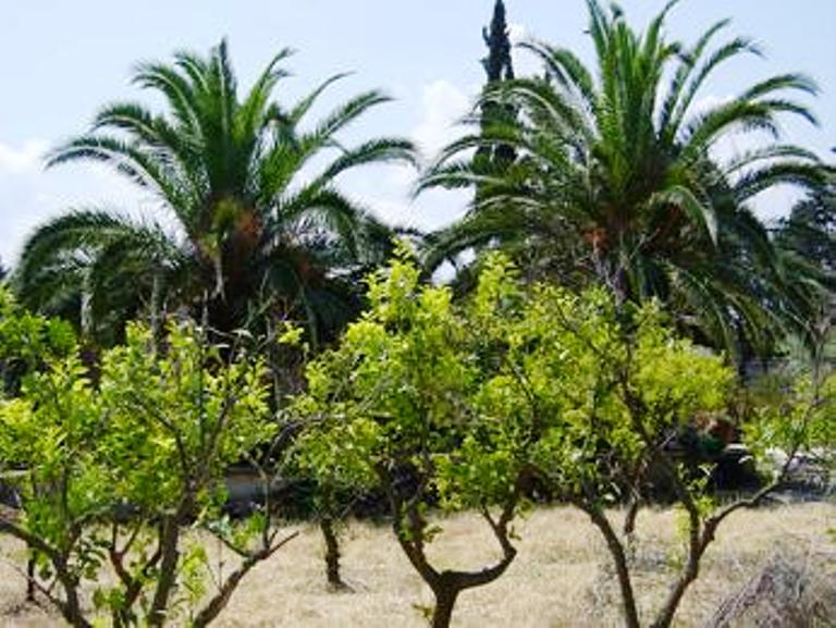 Villa / Landhuis Villa nabij Torre Guaceto Carovigno in Carovigno — foto 4