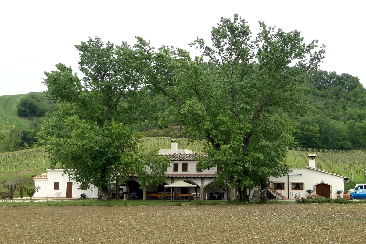 Landhuis – B&B – 2 hectare grond met meer – Olijfgaard, op slechts 2 km van de stad. - Foto 2