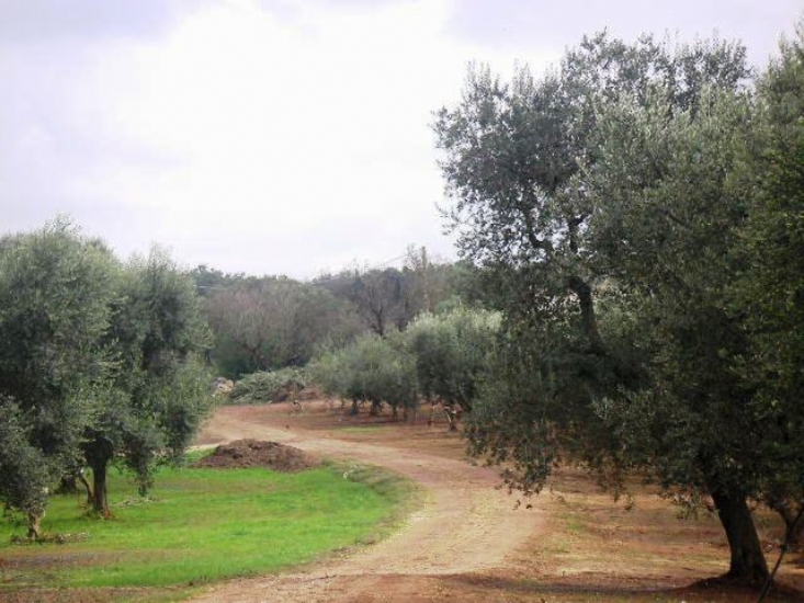 Boerderij / Rustico Historische Masseria in Latiano, Puglia – Te renoveren in Latiano — foto 7