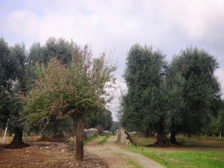 Boerderij / Rustico Historische Masseria in Latiano, Puglia – Te renoveren in Latiano — foto 8