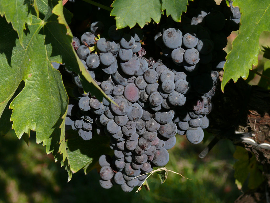 Umbrië: Waar de tijd stilstaat in een glas Sagrantino featured image