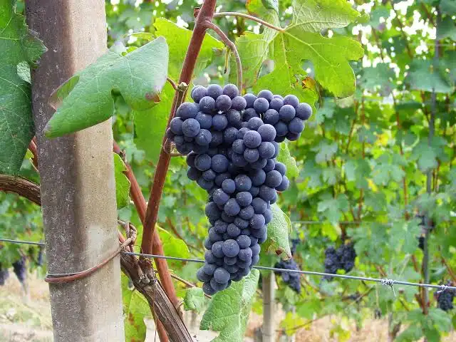 De Valtellina: Waar de Nebbiolo de bergen temt featured image