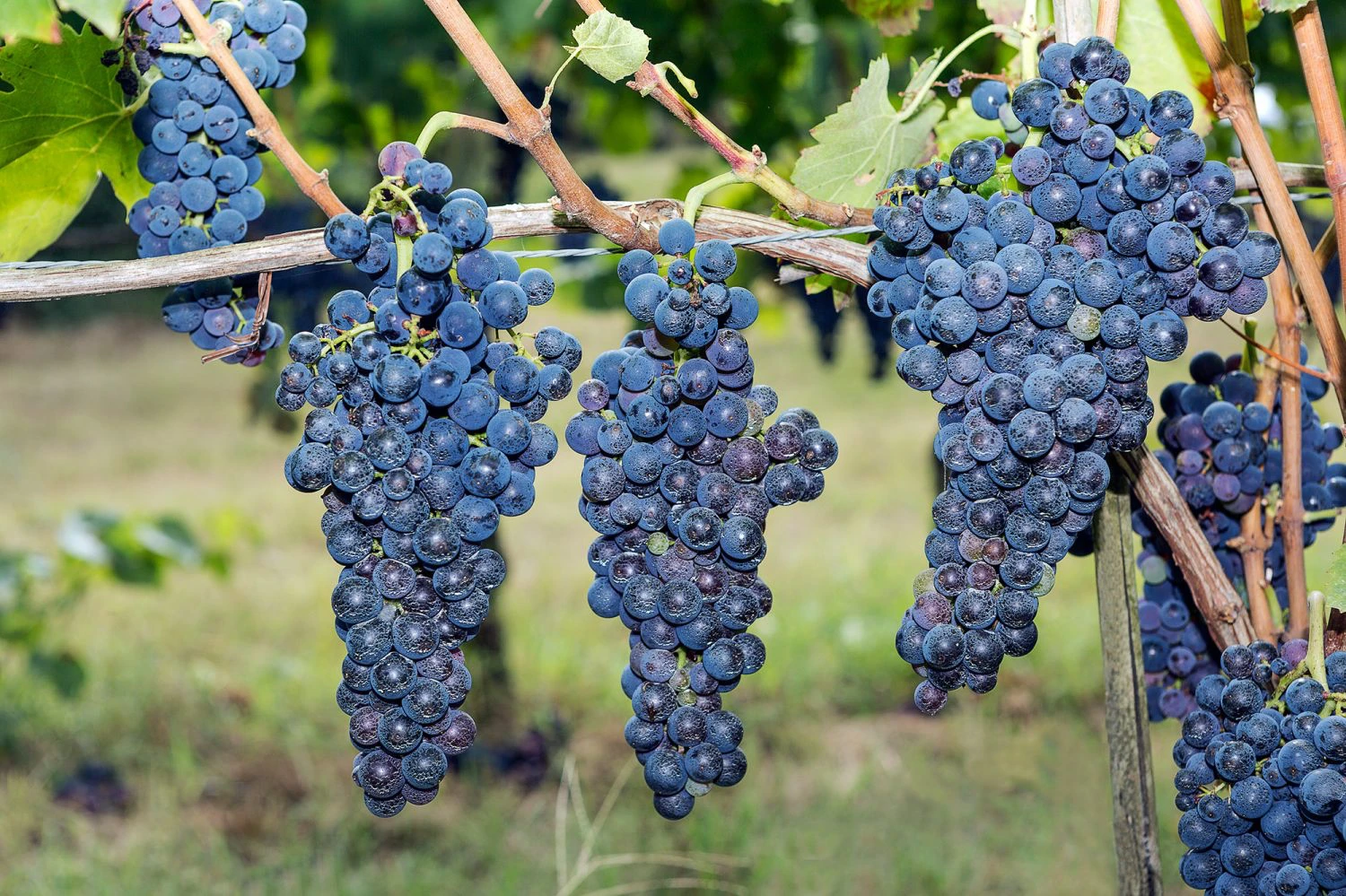 Taurasi: Waar de Aglianico danst op vulkanische grond featured image