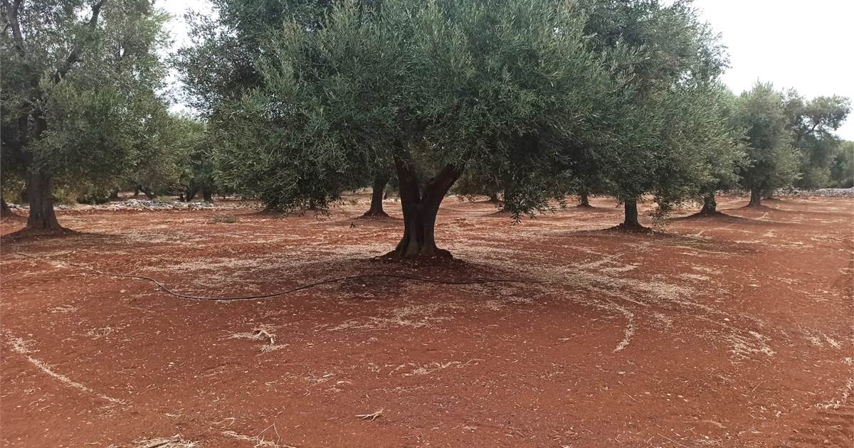 Bouwgrond te koop in Carovigno, Puglia in Carovigno