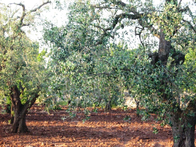 Perceel te koop in San Michele Salentino (Brindisi) in Puglia